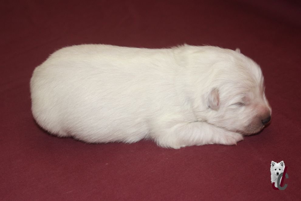 du clos jennyfer - Chiots disponibles - Spitz japonais