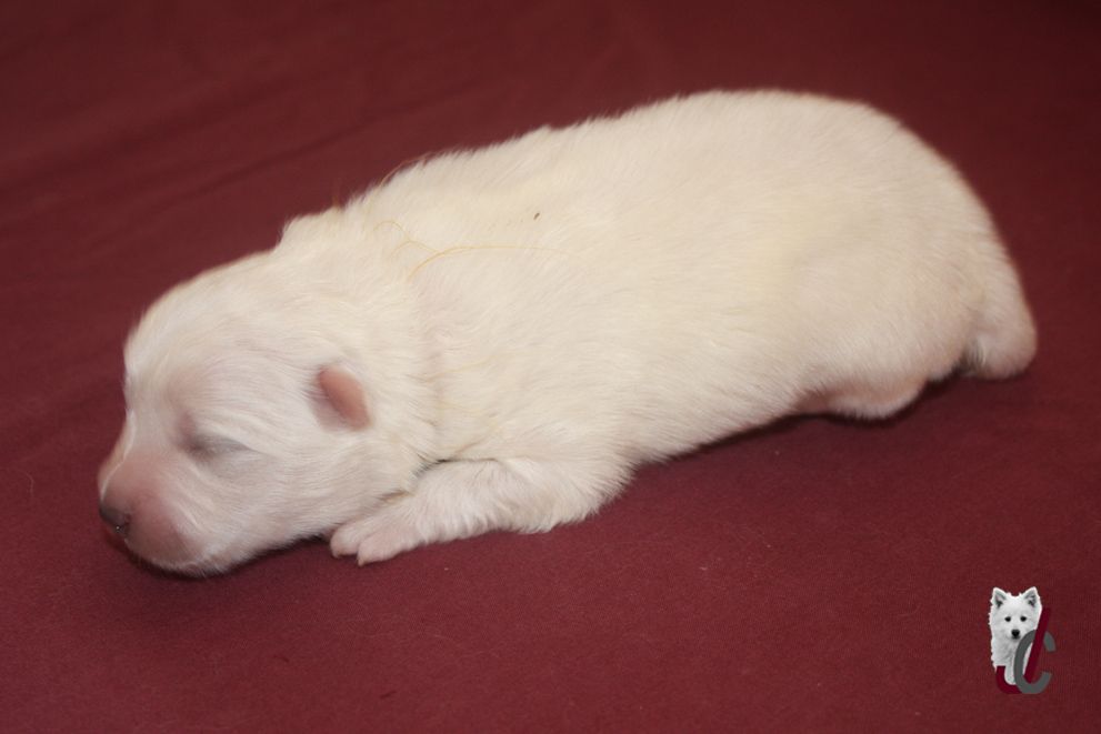 du clos jennyfer - Chiots disponibles - Spitz japonais