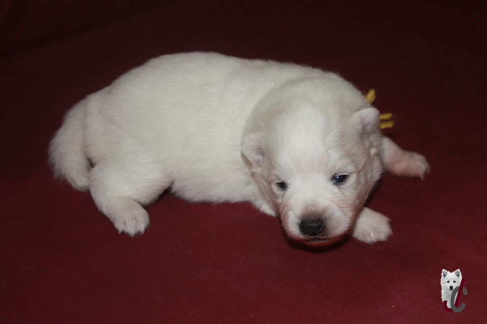 du clos jennyfer - Chiots disponibles - Spitz japonais