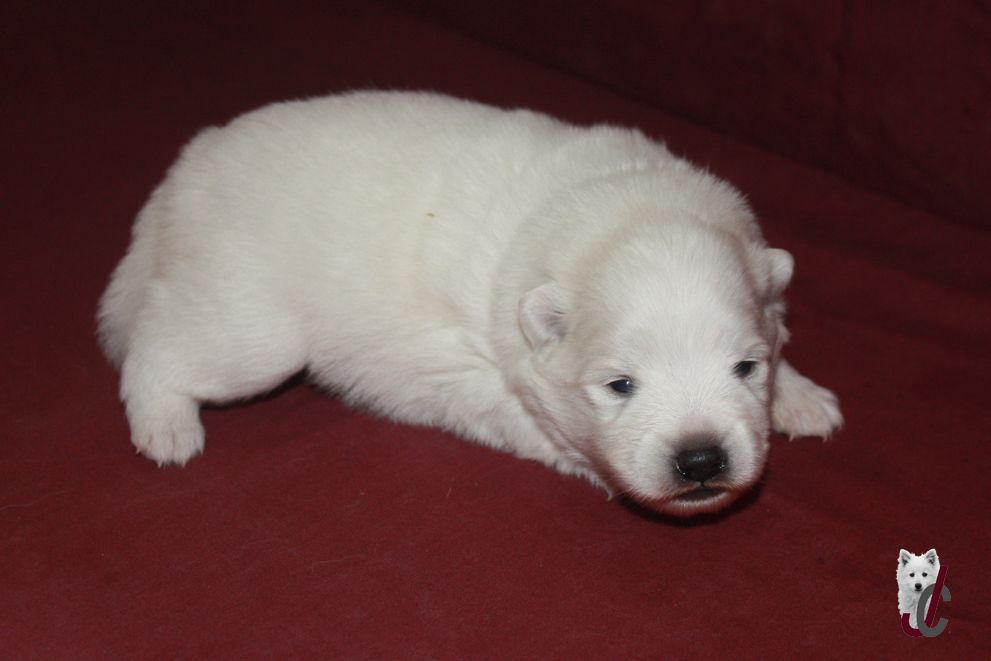 du clos jennyfer - Chiots disponibles - Spitz japonais