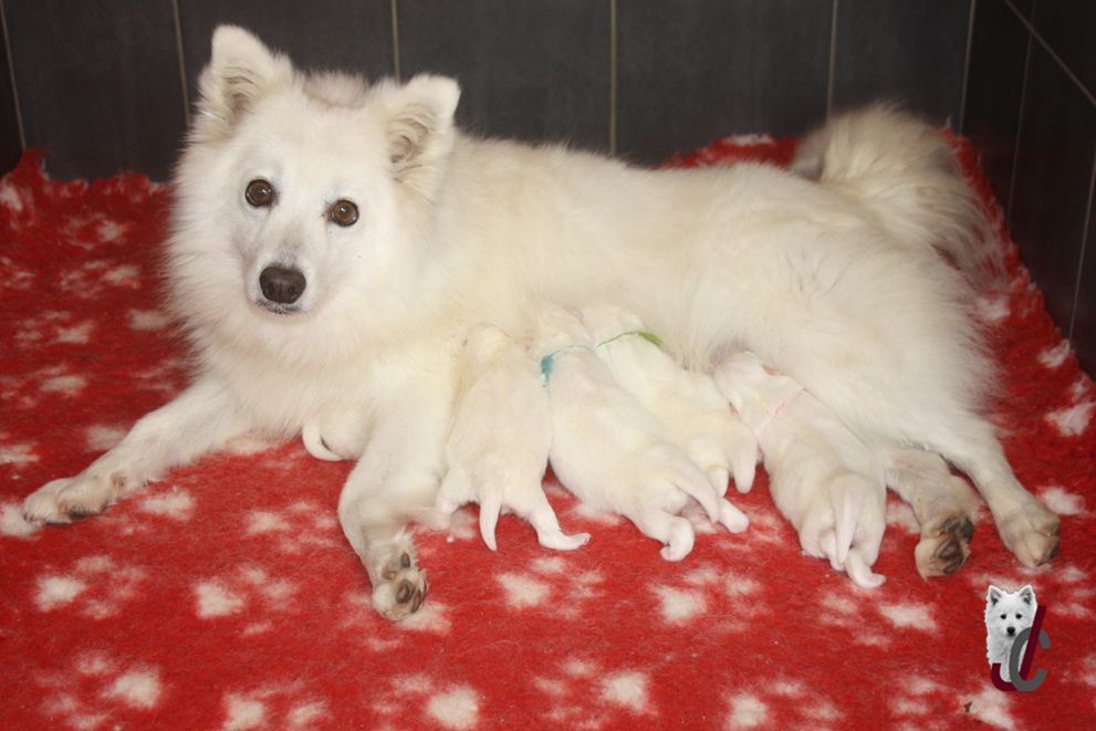 Chiot Spitz japonais du clos jennyfer