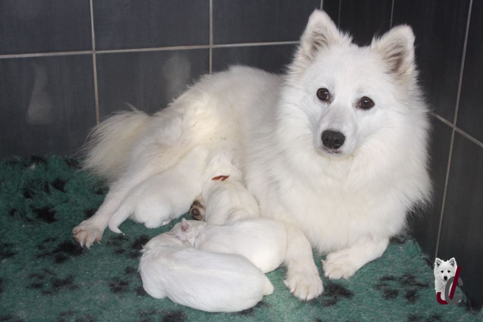 Chiot Spitz japonais du clos jennyfer