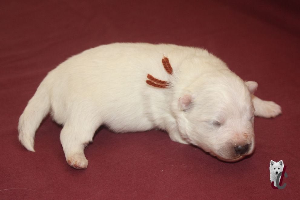 du clos jennyfer - Chiots disponibles - Spitz japonais