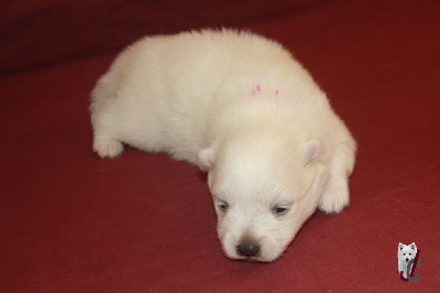 CHIOT collier rose - ARYA