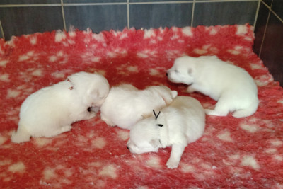 Chiot N°4