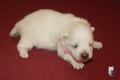CHIOT collier orange