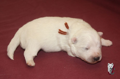 CHIOT collier marron