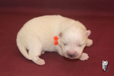 CHIOT collier orange