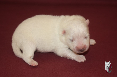 CHIOT collier turquoise