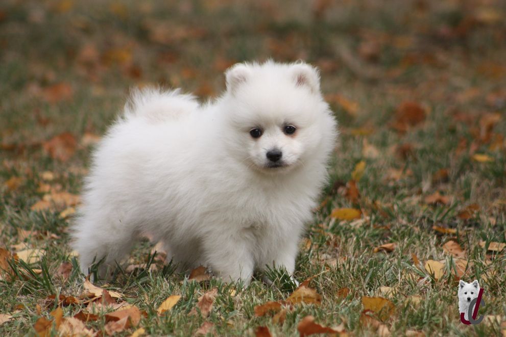 du clos jennyfer - Chiots disponibles - Spitz japonais
