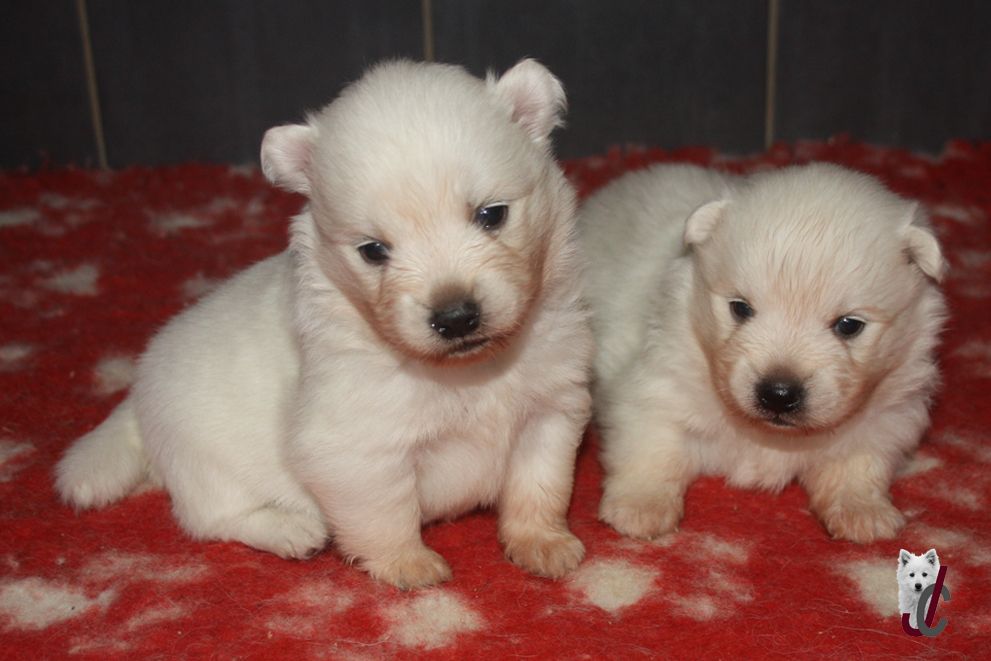 Chiot Spitz japonais du clos jennyfer