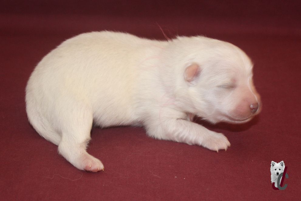 du clos jennyfer - Chiots disponibles - Spitz japonais