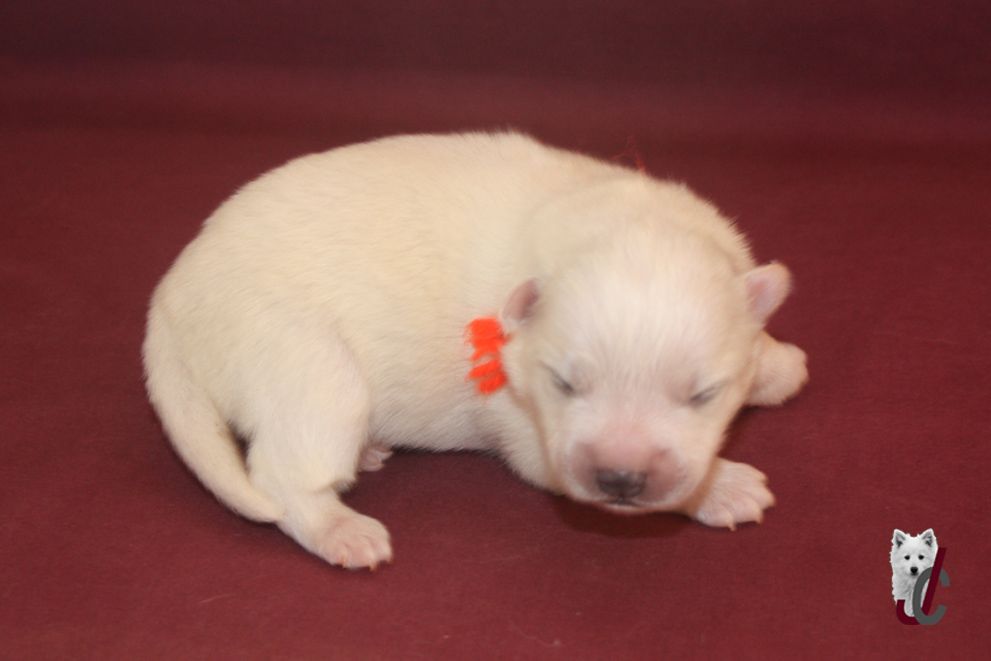 du clos jennyfer - Chiots disponibles - Spitz japonais